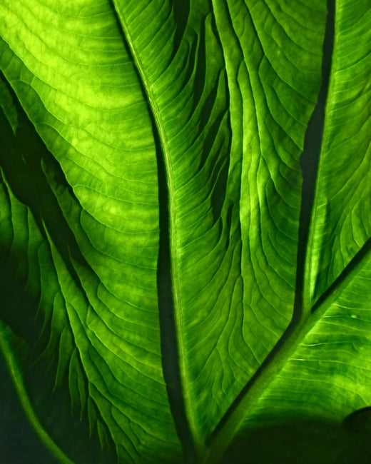 Green Leaf Close-up La Coéss Vegan and Organic Face Oil